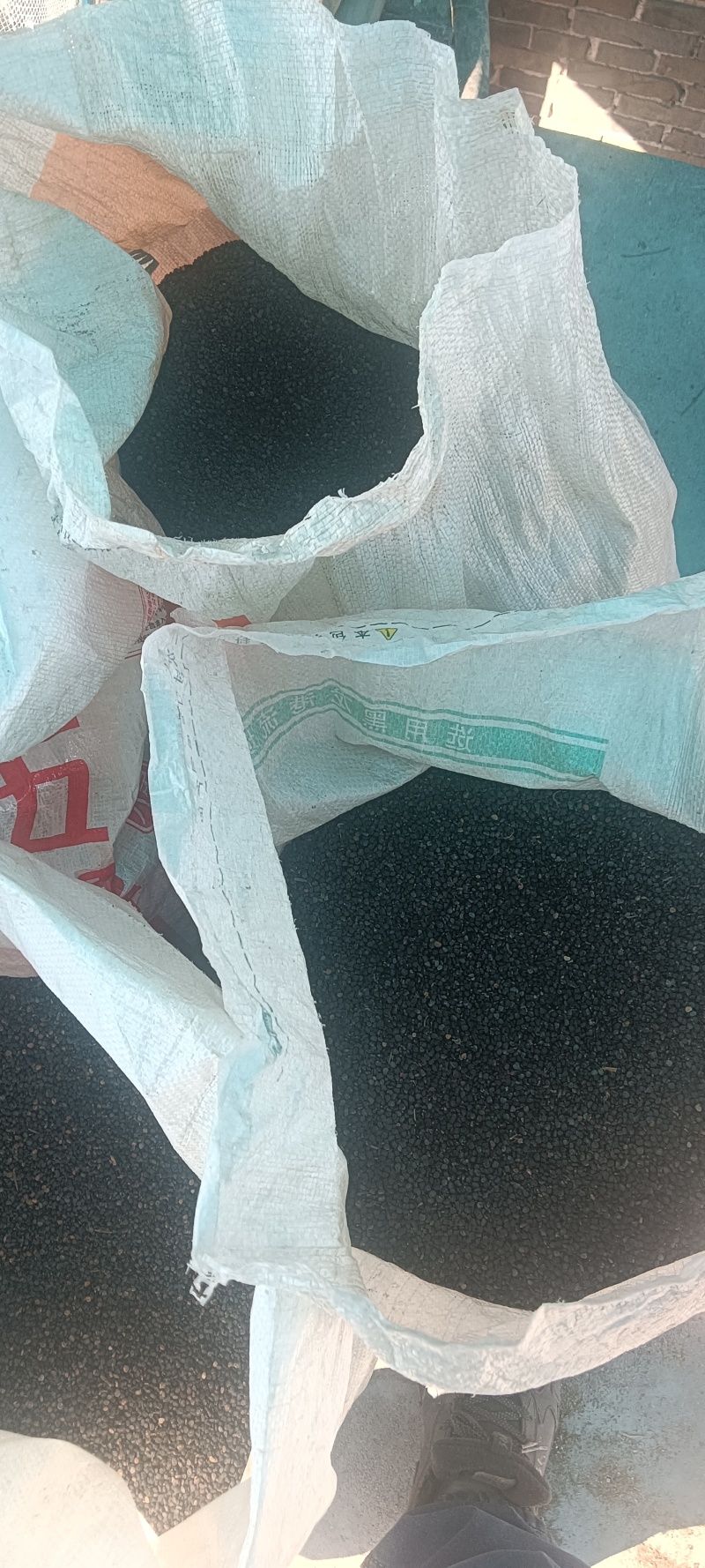 曼陀罗籽