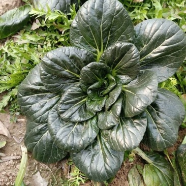 如皋长寿之乡黑塌菜