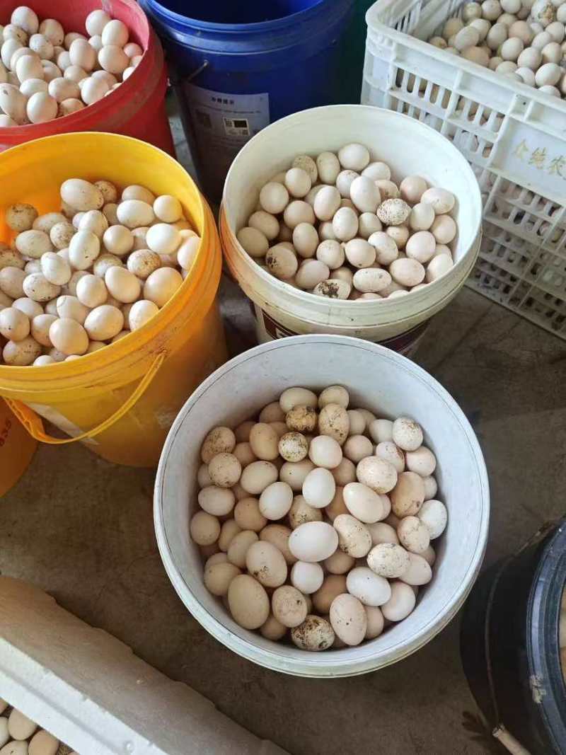 清远麻鸡初生蛋