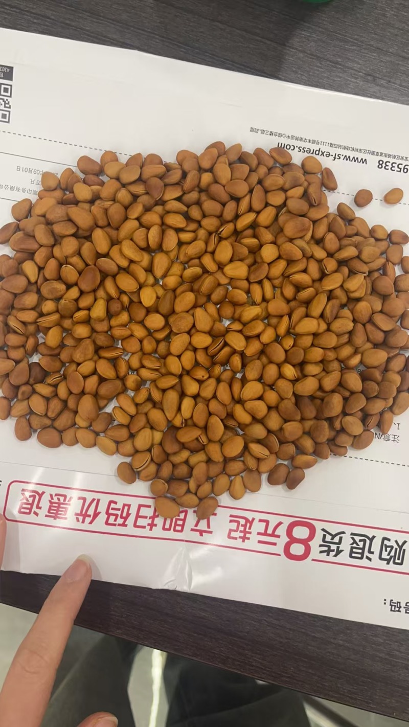 松子大量现货支持一件代发