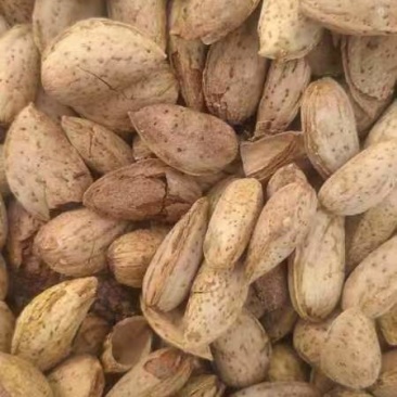 巴旦木大量现货支持一件代发