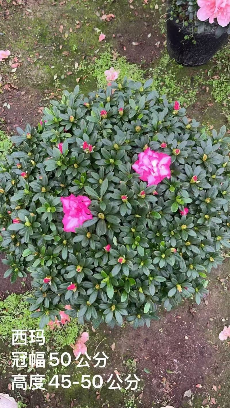 西玛杜鹃，杨梅红杜鹃，樱桃红杜鹃。