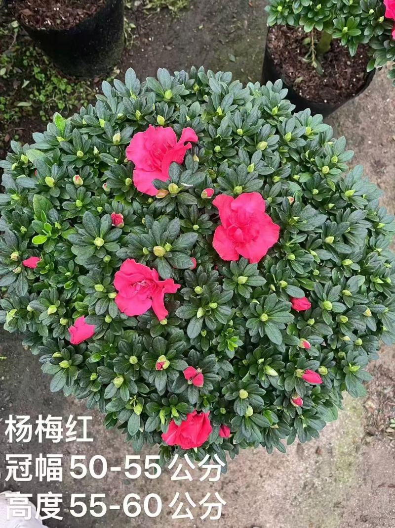 西玛杜鹃，杨梅红杜鹃，樱桃红杜鹃。