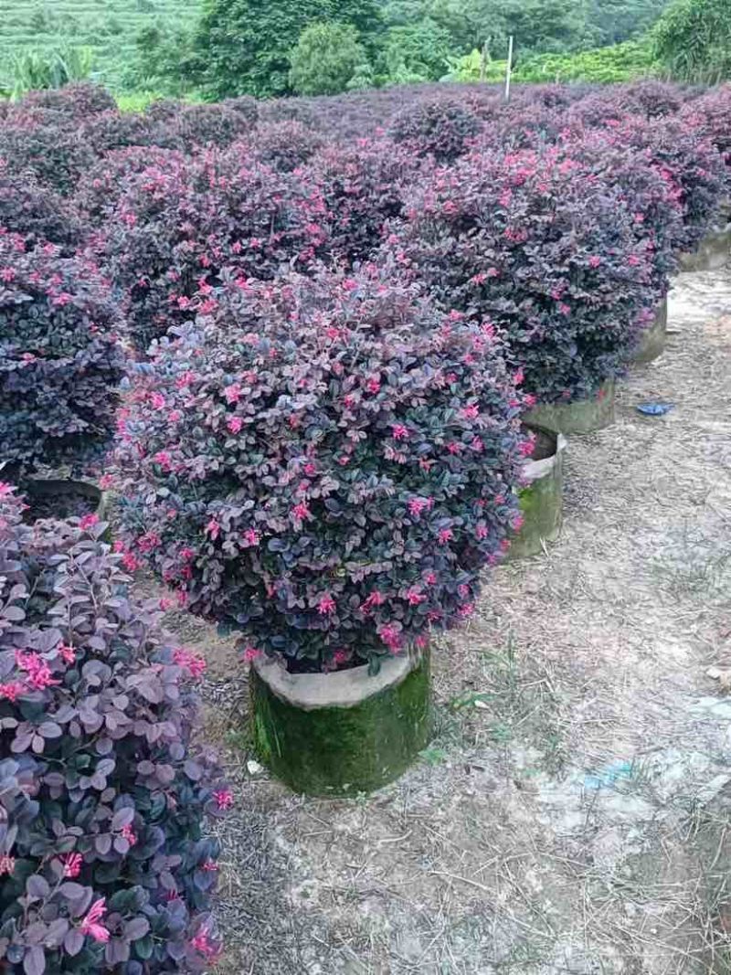 红花继木球型30-150，大量低价出售