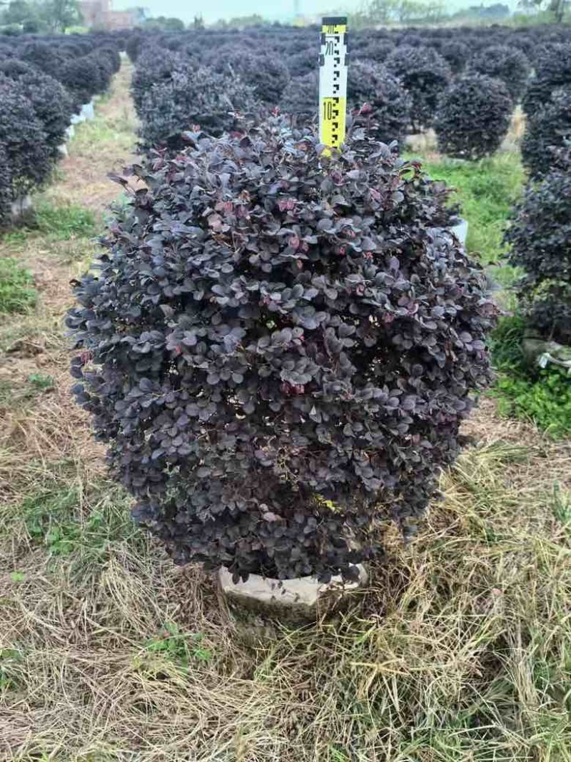 红花继木球型30-150，大量低价出售