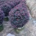 红花继木球型30-150，大量低价出售