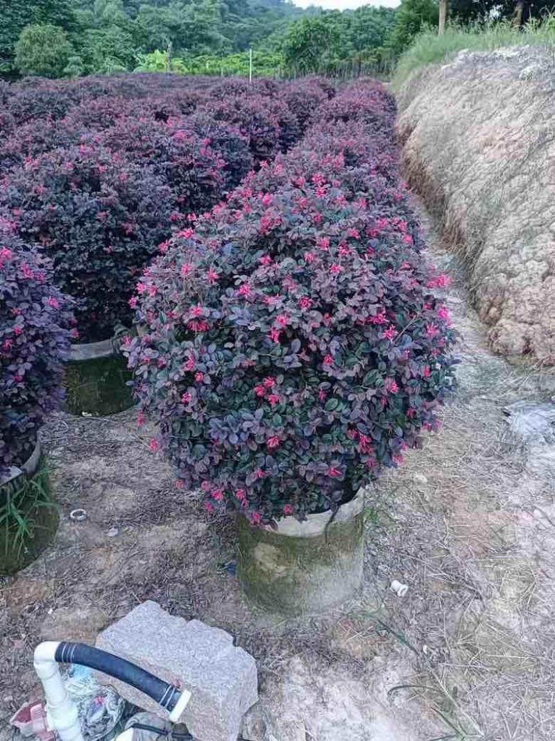 红花继木球型30-150，大量低价出售