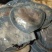 提干红海蜇皮