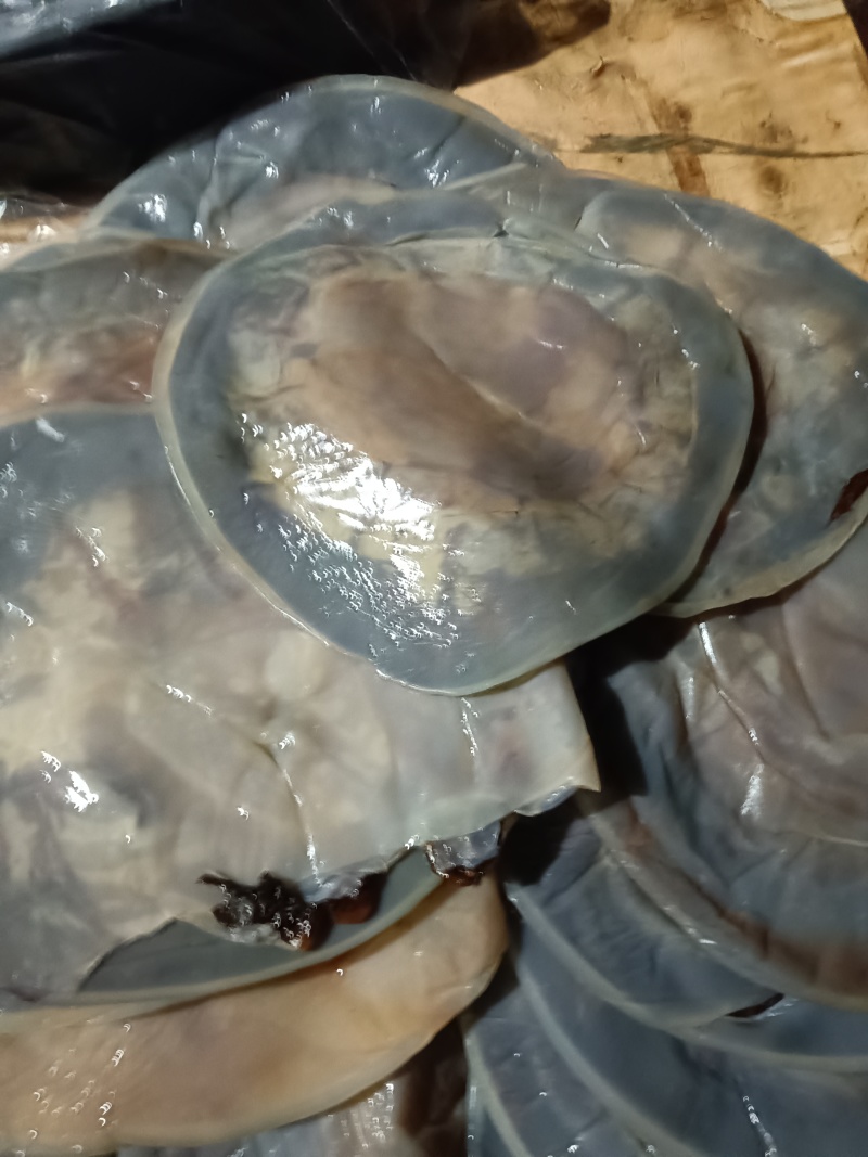 提干红海蜇皮