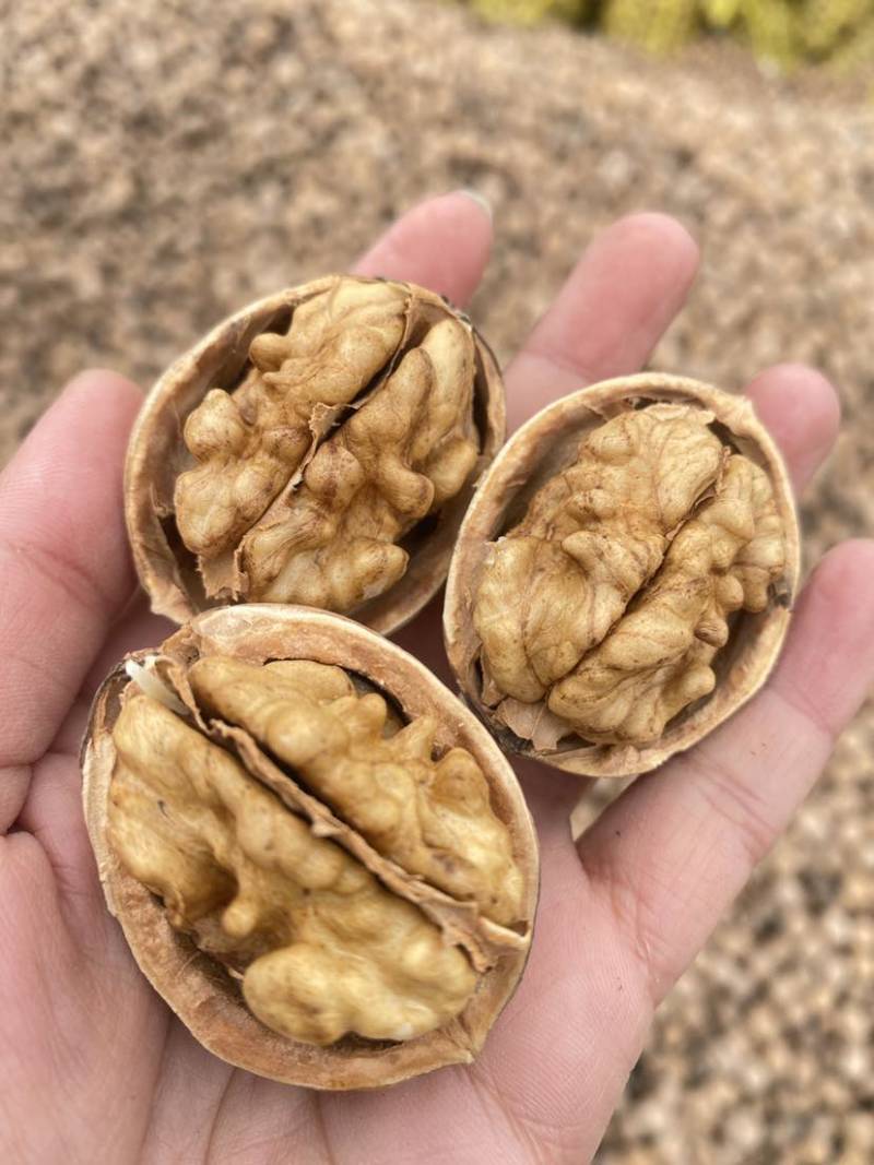 阿克苏核桃185