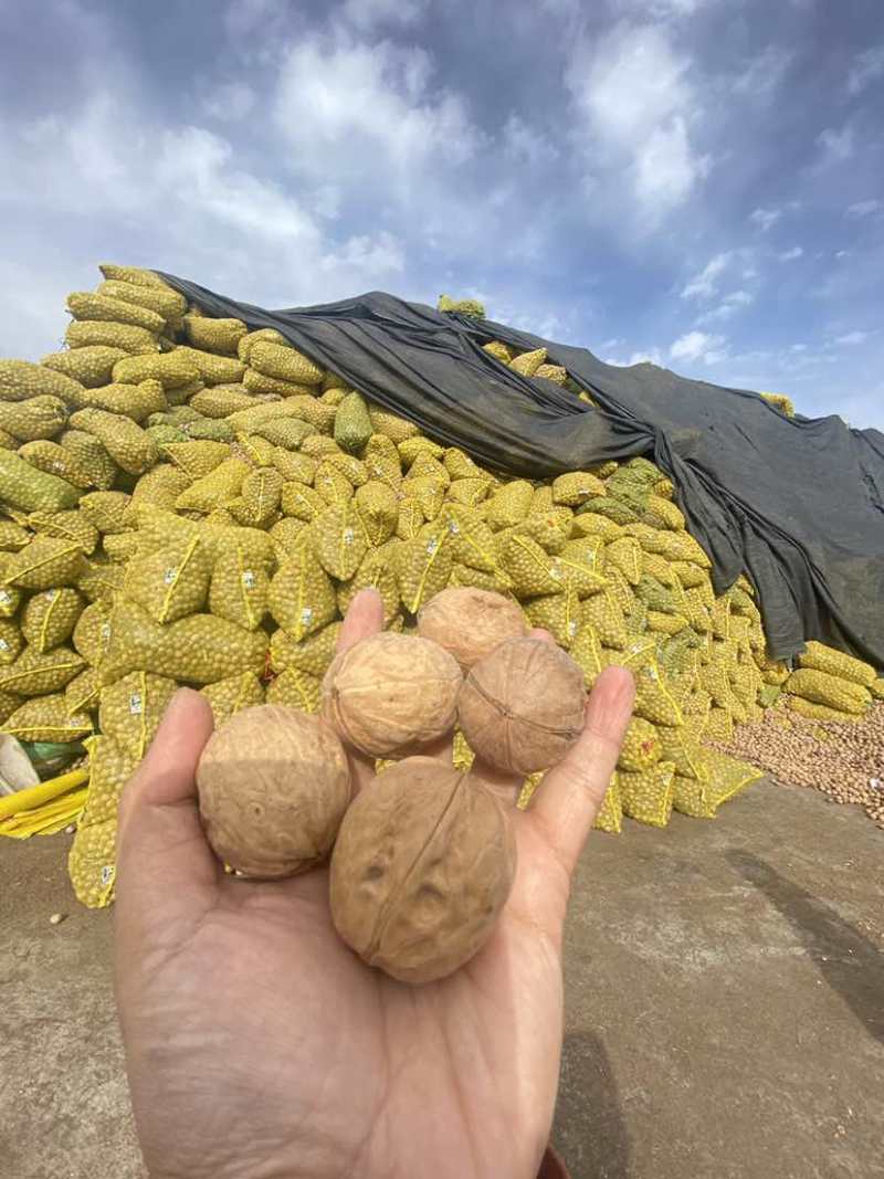 阿克苏核桃185