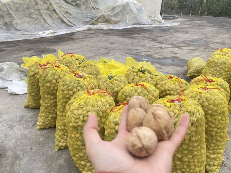 阿克苏核桃185