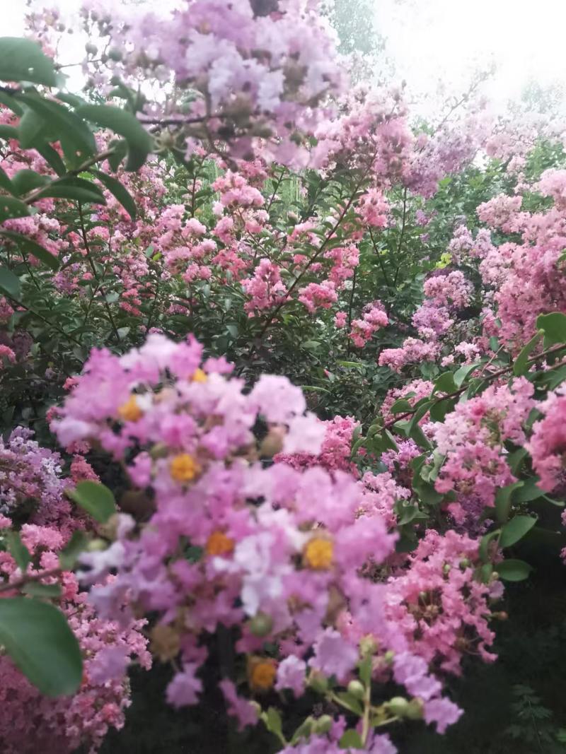百日红花树