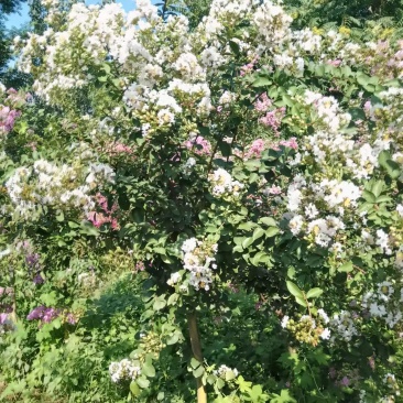 百日红花树