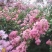 百日红花树
