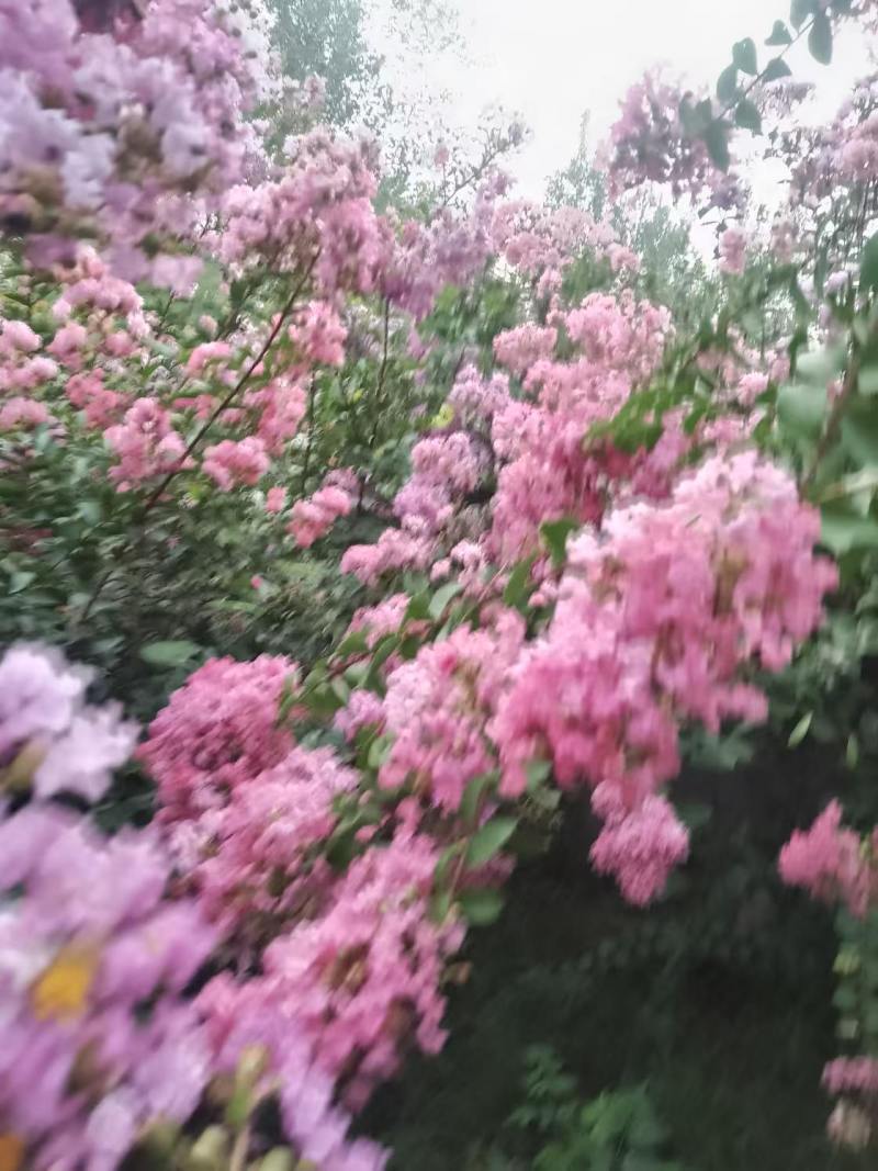 百日红花树