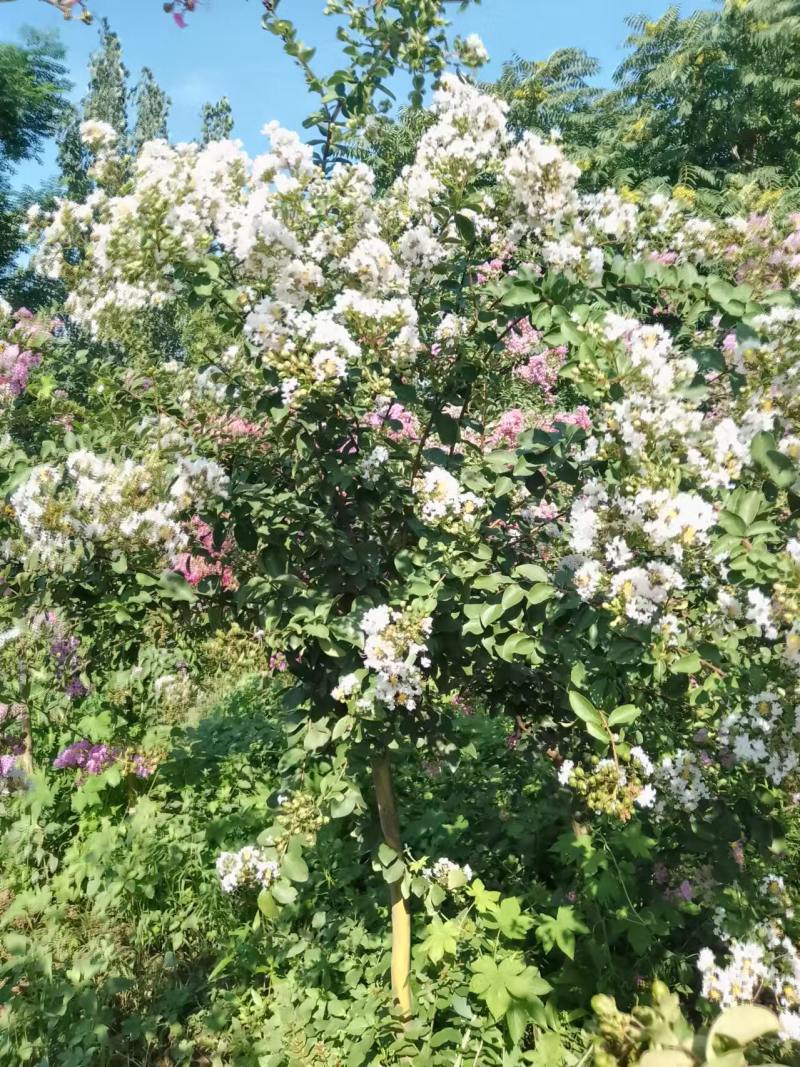 百日红花树