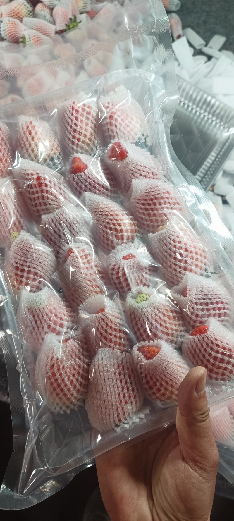 耿集草莓大量有货，需要的老铁联系我价格低，口感好
