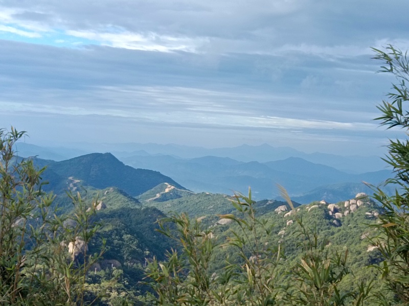 柏树、香樟树、竹子