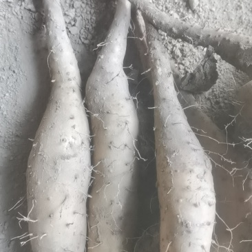 山东山药豆苗，品质保证，原产地直发，价格公道优惠