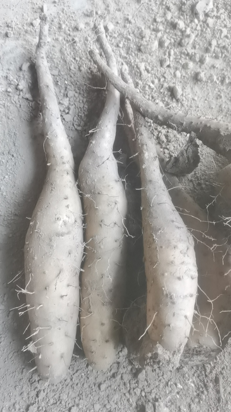 山东山药豆苗，品质保证，原产地直发，价格公道优惠