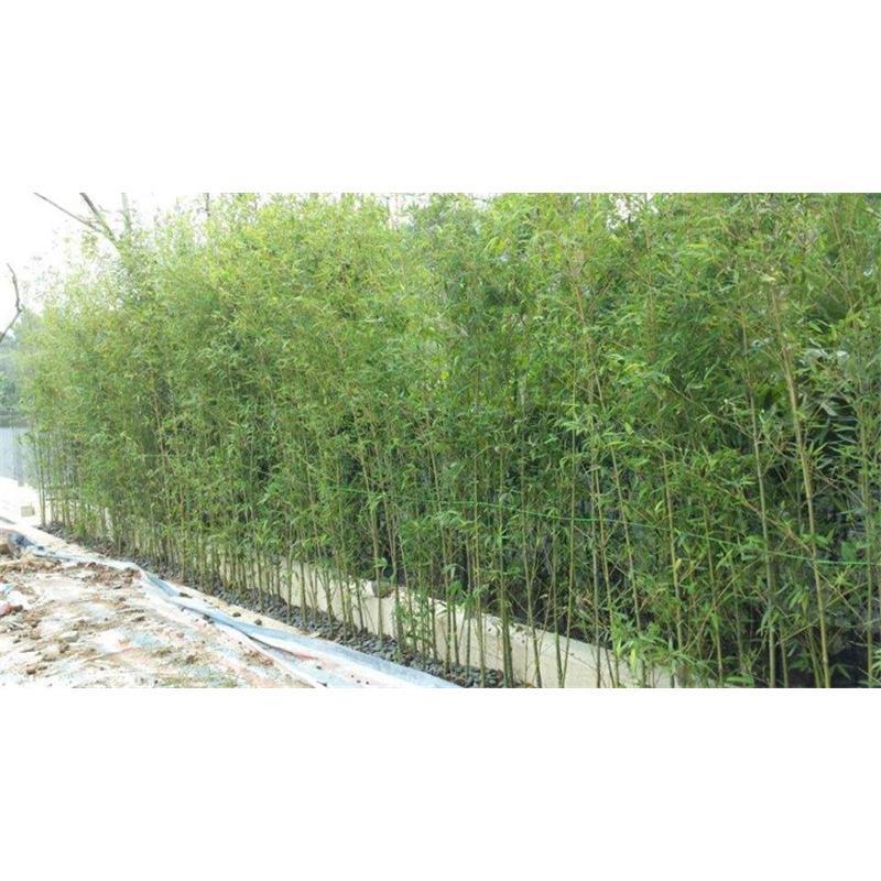 竹子竹苗自竹四季常青青竹绿化庭院大竹子树苗耐寒室外风景竹