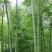 竹子竹苗自竹四季常青青竹绿化庭院大竹子树苗耐寒室外风景竹