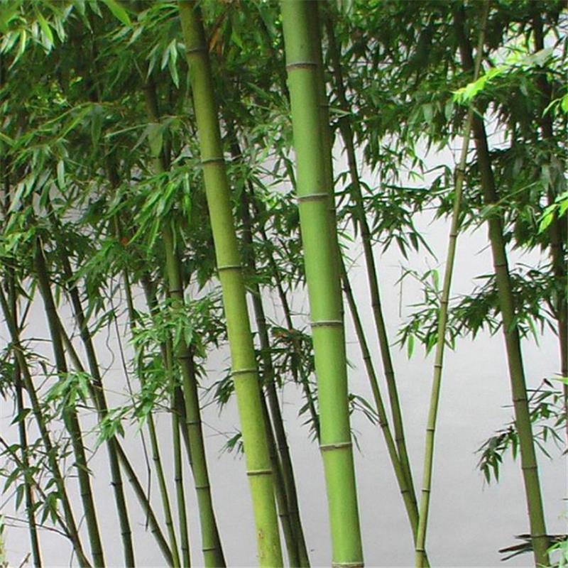 竹子竹苗自竹四季常青青竹绿化庭院大竹子树苗耐寒室外风景竹