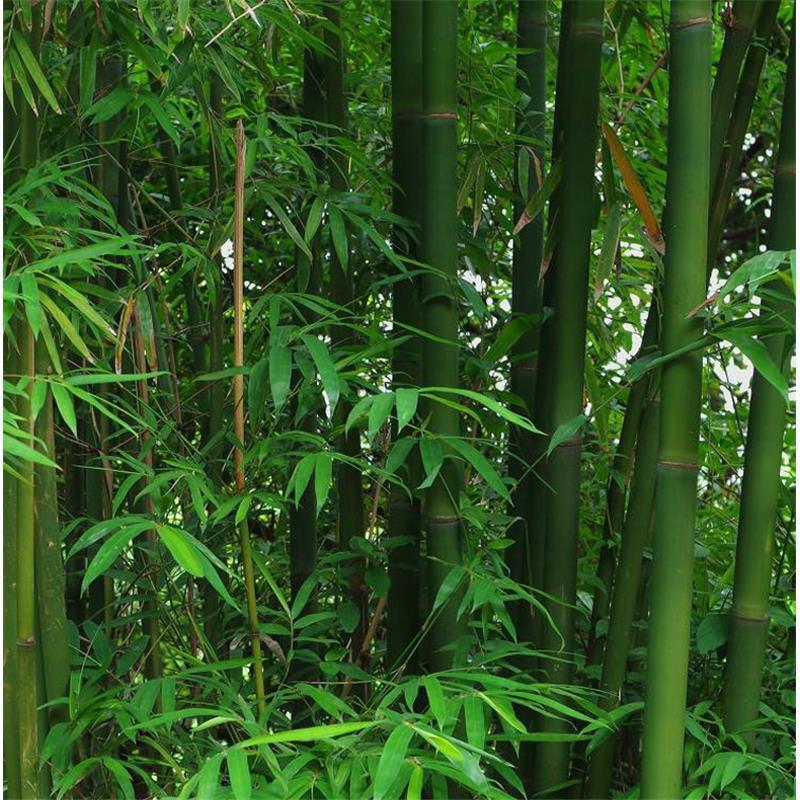 竹子竹苗自竹四季常青青竹绿化庭院大竹子树苗耐寒室外风景竹