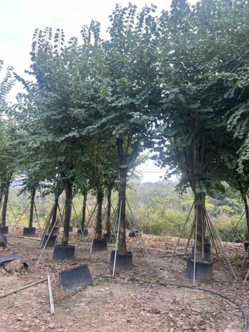 宫粉紫荆骨架8-18分，大量低价出售