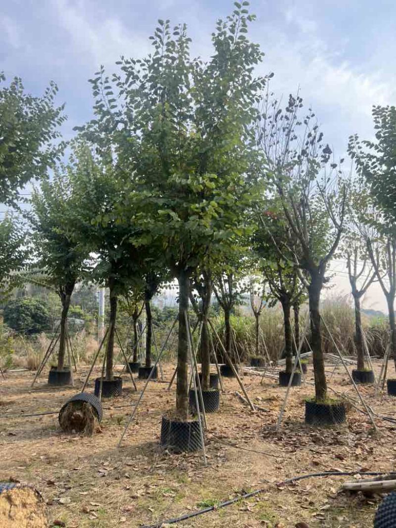 宫粉紫荆骨架8-18分，大量低价出售