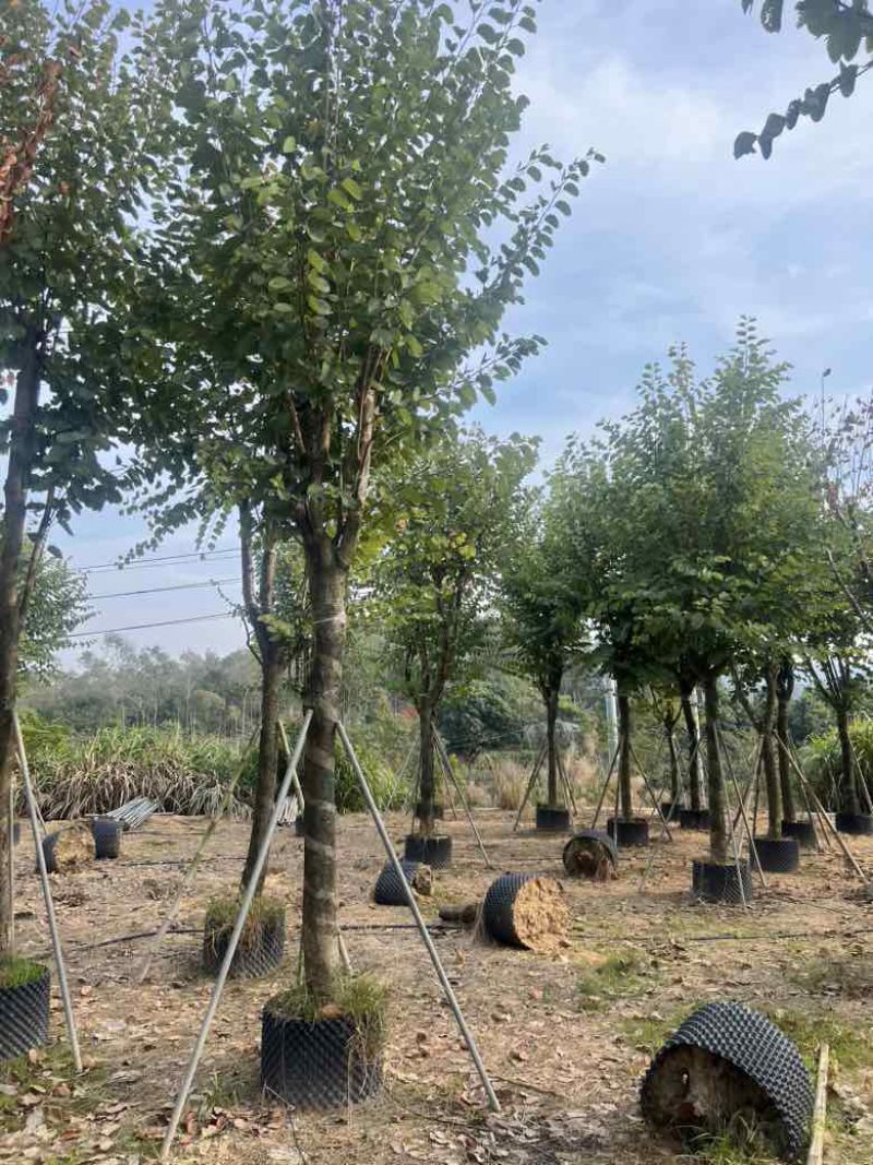 宫粉紫荆骨架8-18分，大量低价出售