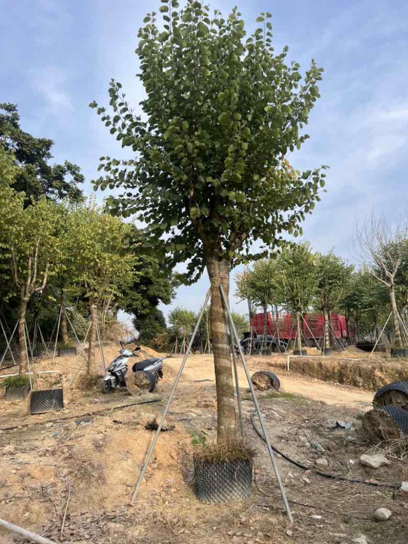 宫粉紫荆骨架8-18分，大量低价出售