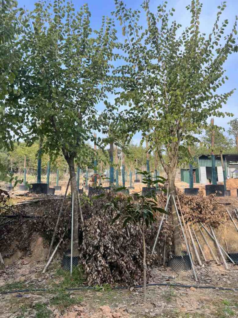 宫粉紫荆骨架8-18分，大量低价出售