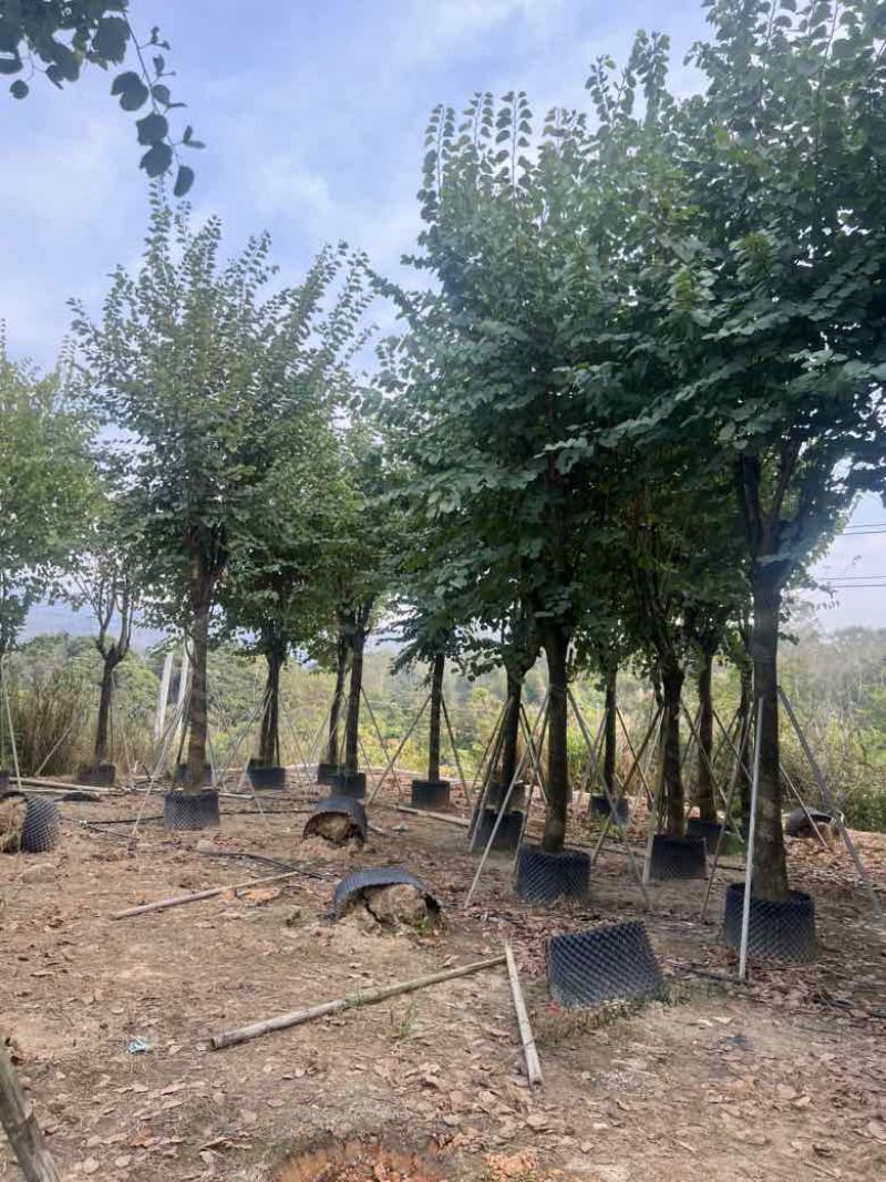 宫粉紫荆骨架8-18分，大量低价出售