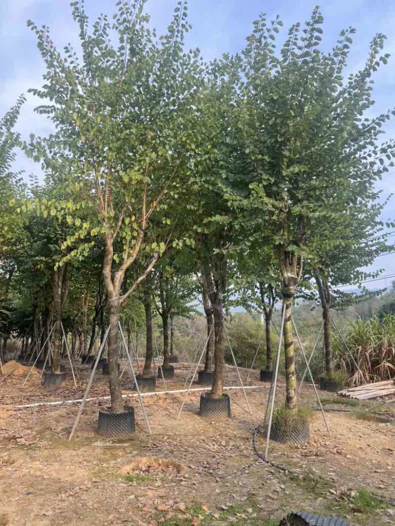 宫粉紫荆骨架8-18分，大量低价出售