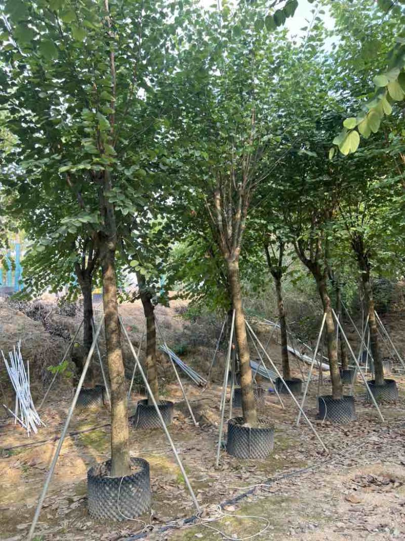 宫粉紫荆骨架8-18分，大量低价出售