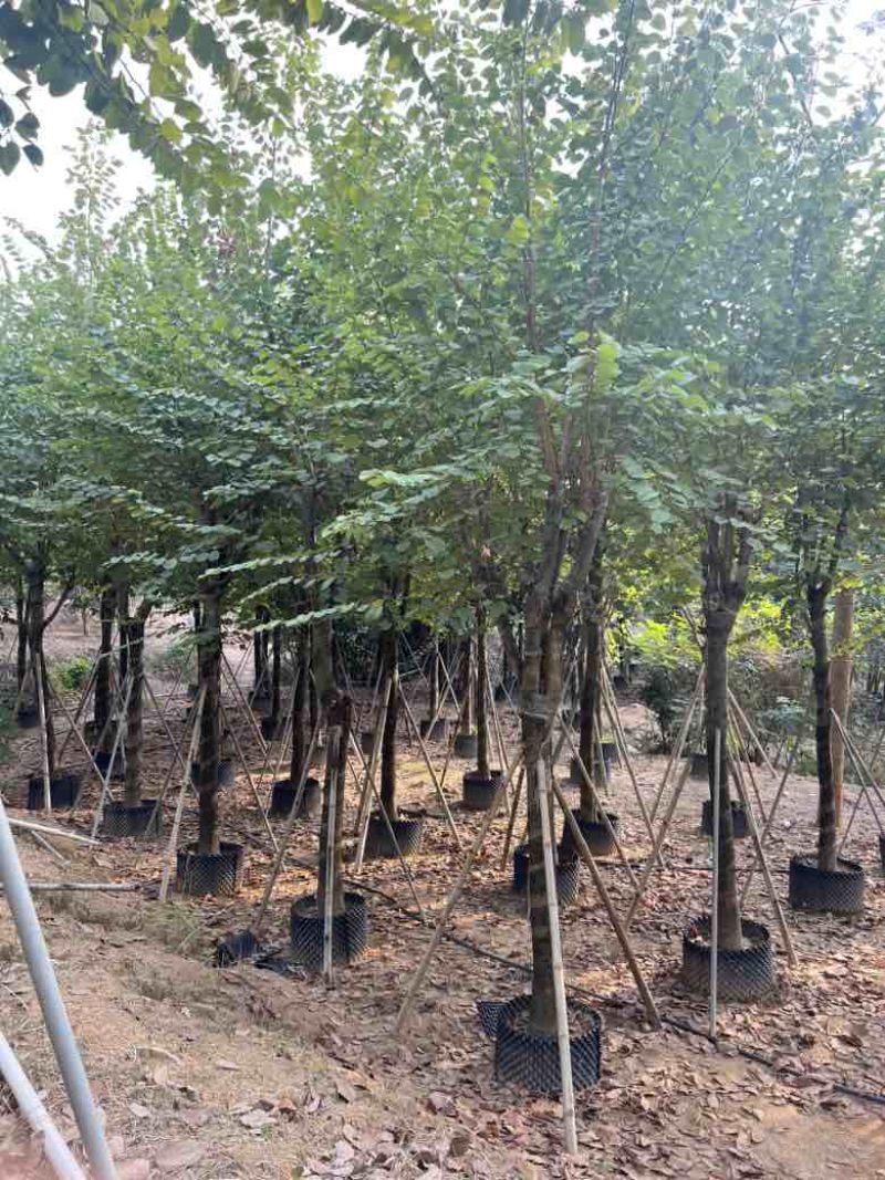 宫粉紫荆骨架8-18分，大量低价出售