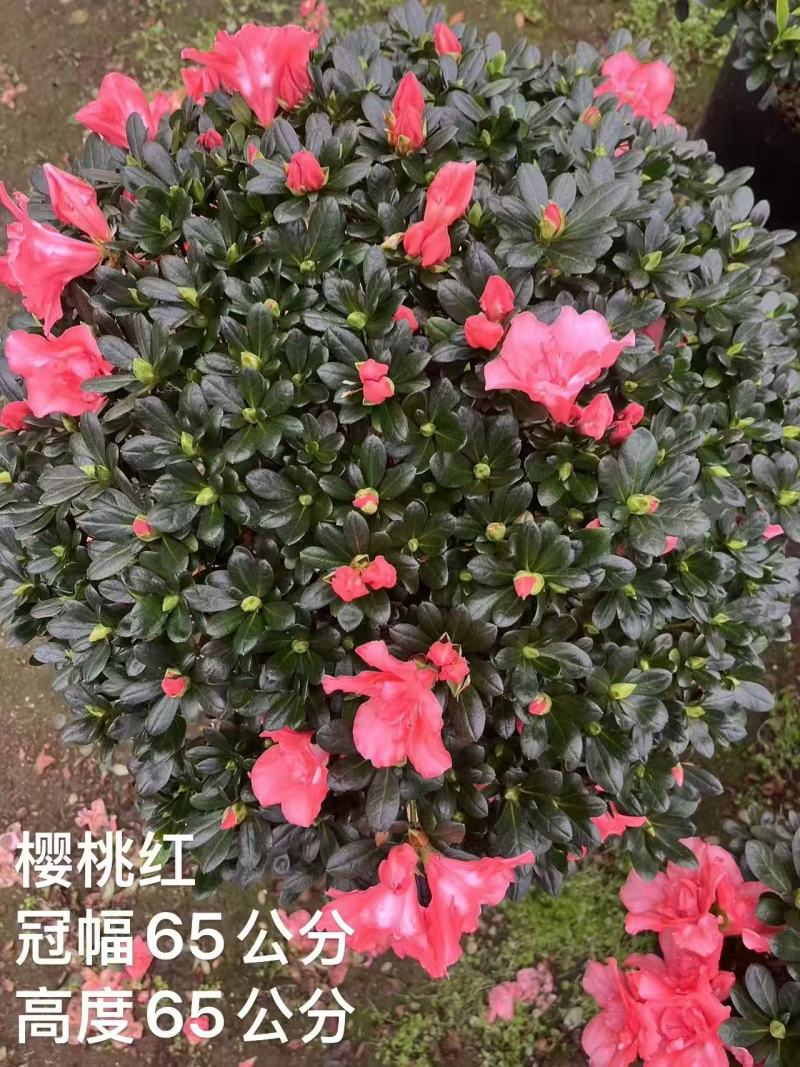 精品杜鹃。