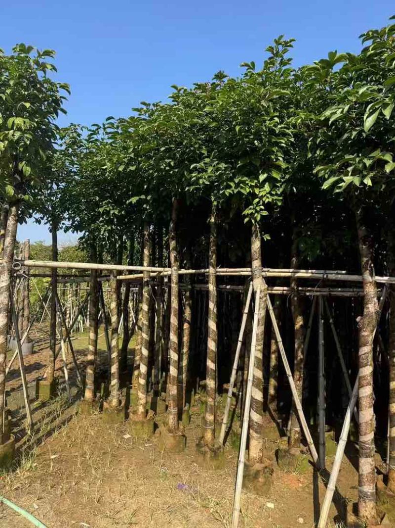 秋枫3-18分，各种规格，大量低价出售