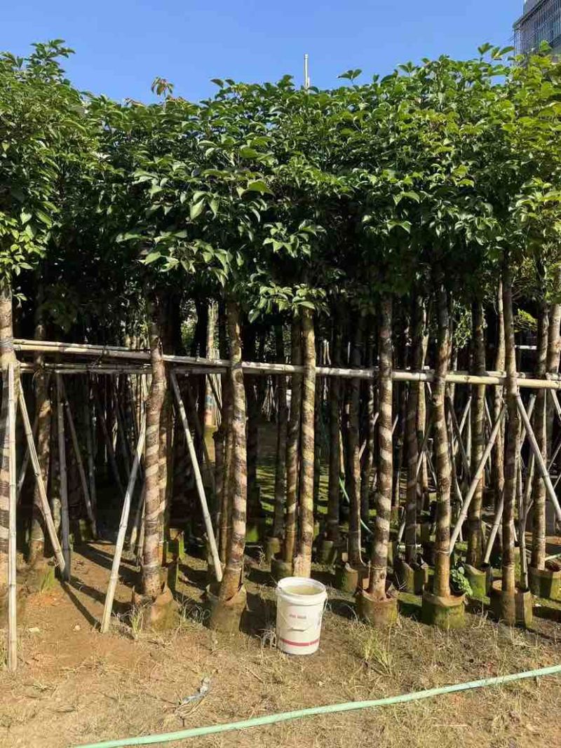 秋枫3-18分，各种规格，大量低价出售