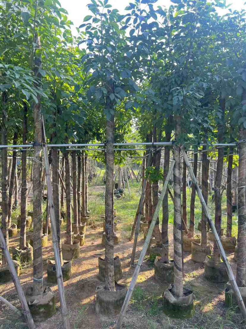 秋枫3-18分，各种规格，大量低价出售
