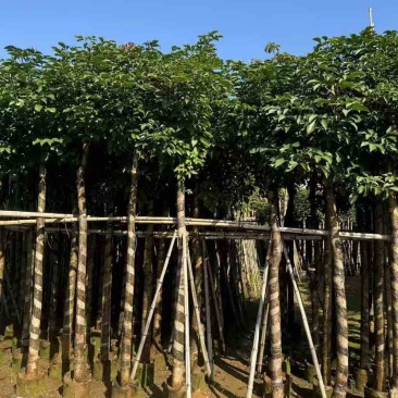 秋枫3-18分，各种规格，大量低价出售