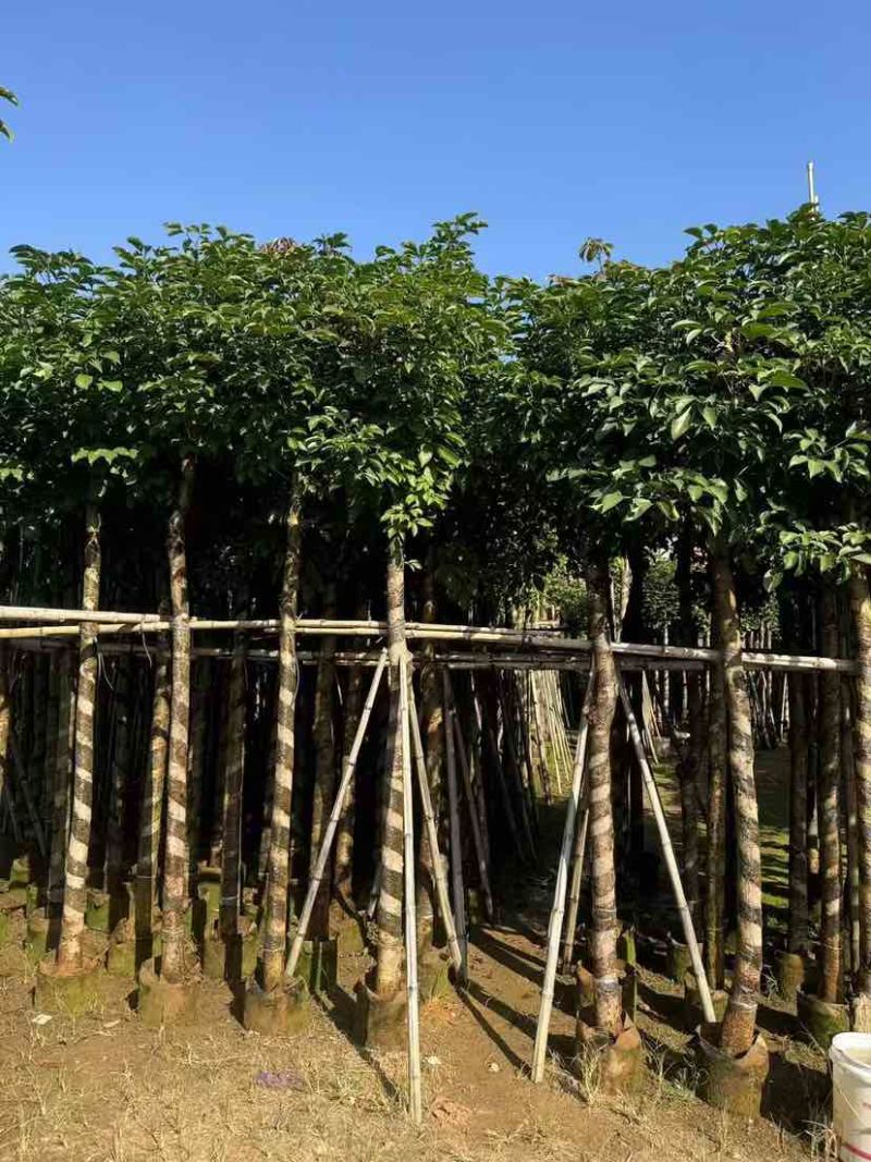 秋枫3-18分，各种规格，大量低价出售