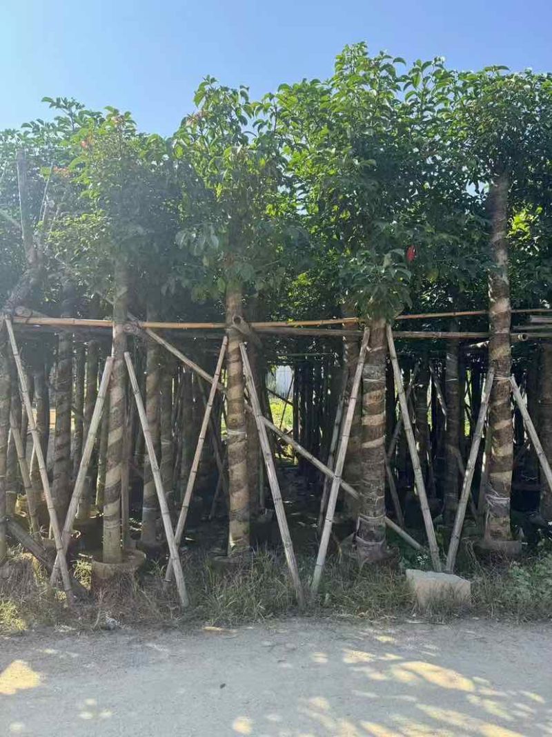 秋枫3-18分，各种规格，大量低价出售