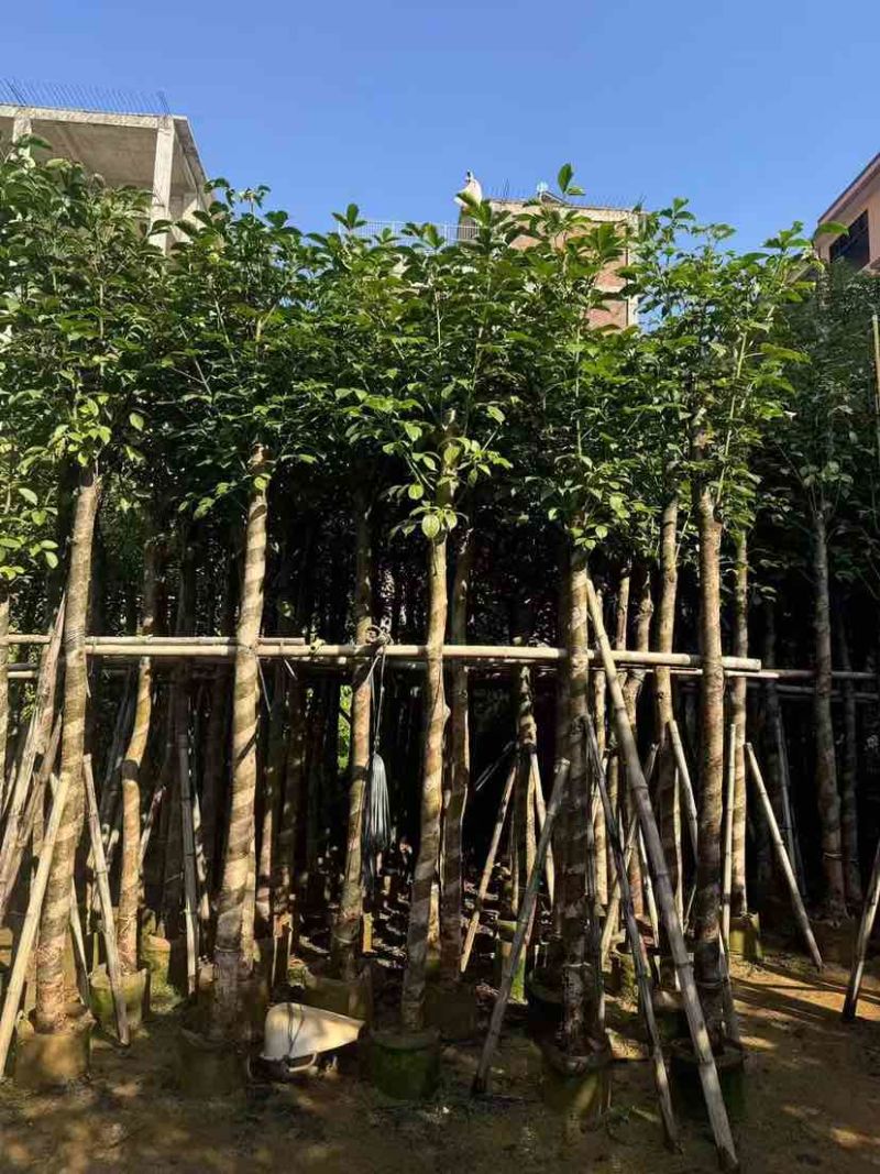 秋枫3-18分，各种规格，大量低价出售