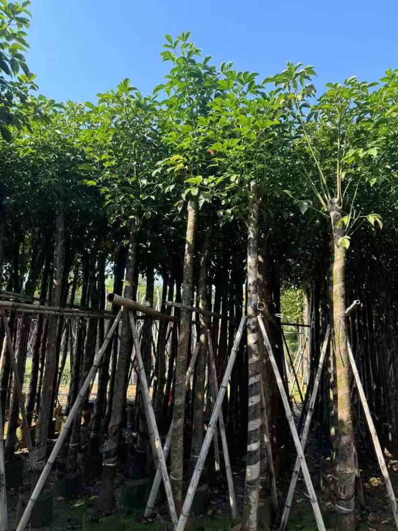 秋枫3-18分，各种规格，大量低价出售