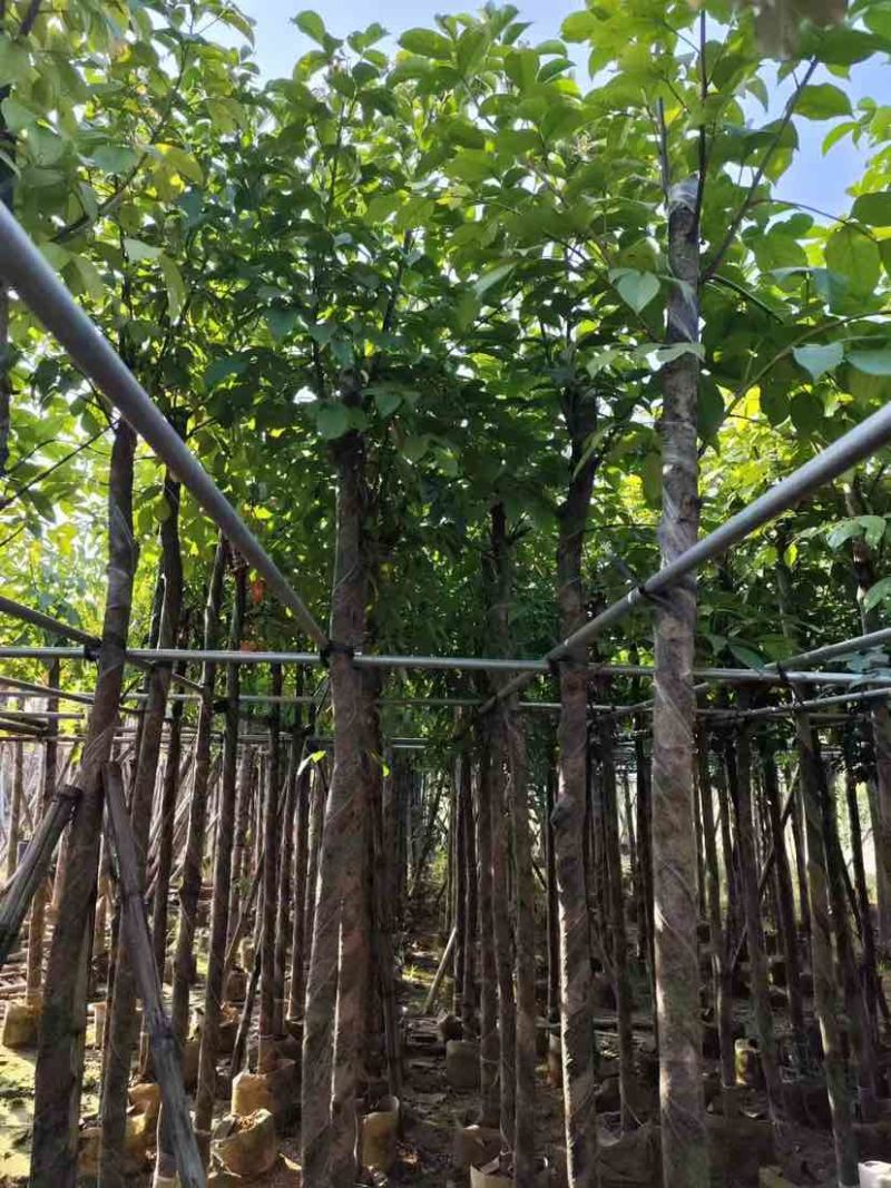 秋枫3-18分，各种规格，大量低价出售