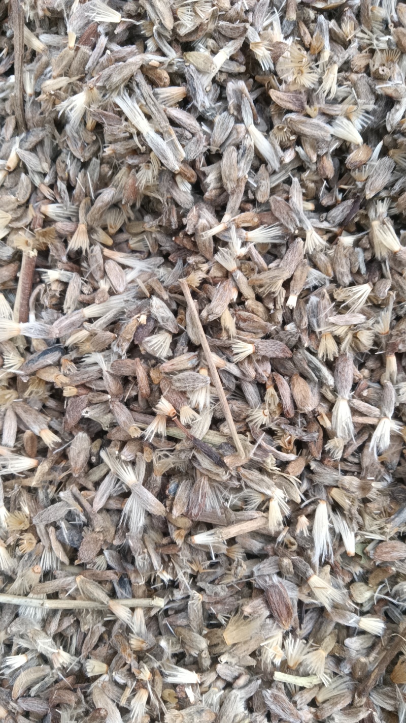两年白术种子