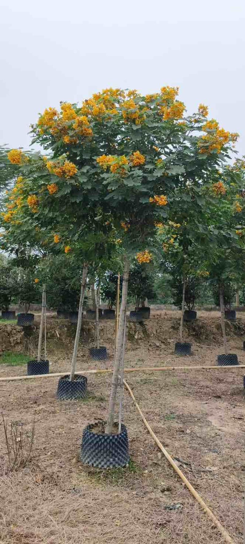 黄槐3-10分，各种规格，大量低价出售